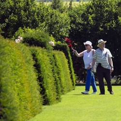 Taxus Media Groenland - Venijnboom (Sixpack)