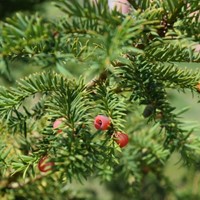 Taxus media Groenland - Venijnboom-2