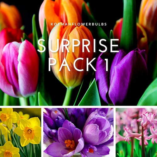 Assortimento bulbi da fiore 'Surprise #1'