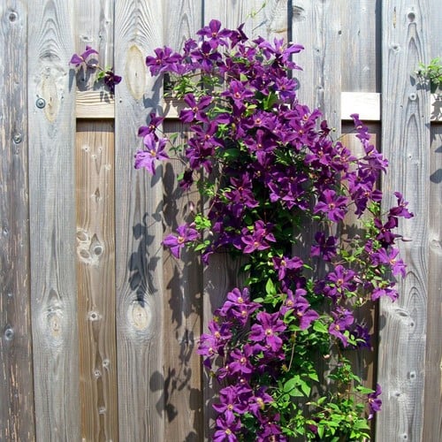 Clematide The President - Clematis