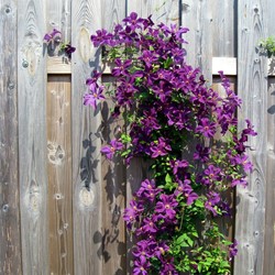 Clematide 'The President' (Clematis)
