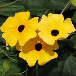 Thunbergia alata Gialla – Susanna dagli occhi neri