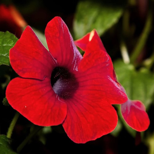 Thunbergia alata Rossa – Susanna dagli occhi neri
