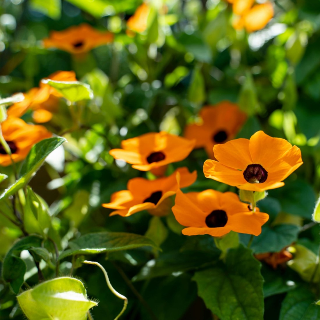 Suzanne-met-de-mooie-ogen Oranje  Thunbergia alata