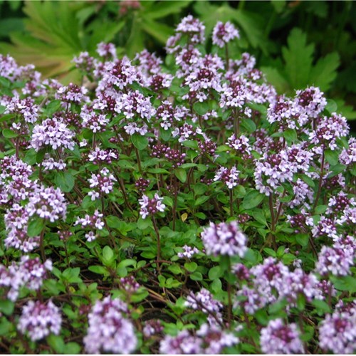 Serpillo (Thymus serpyllum)