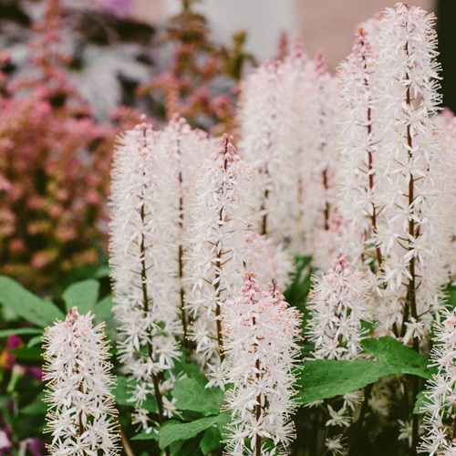 Tiarella cordifolia (Confezione da 6)