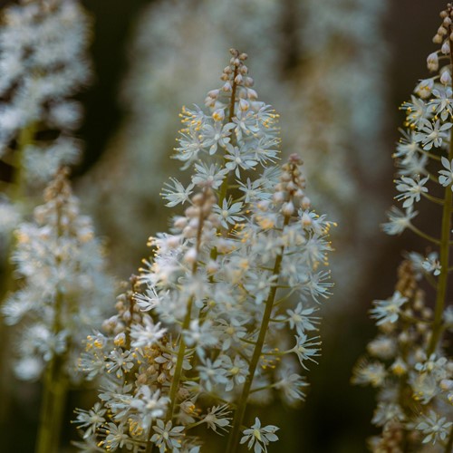 Tiarella wherryi