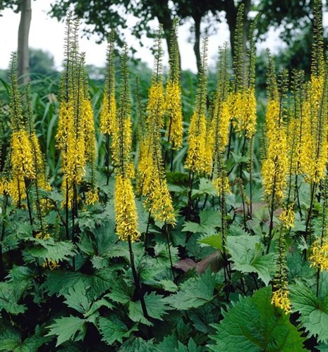 Ligularia Przewalskii