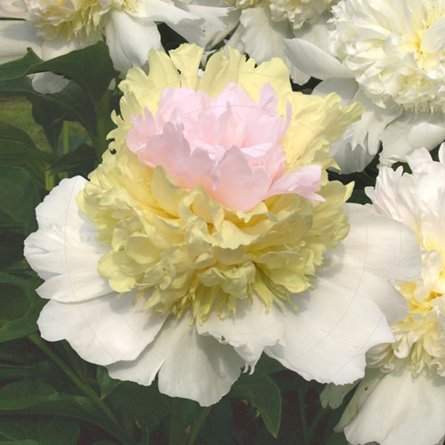 Peonia Top Brass - Paeonia