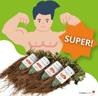 20x Aardbeien planten Lambada – Fragaria-2