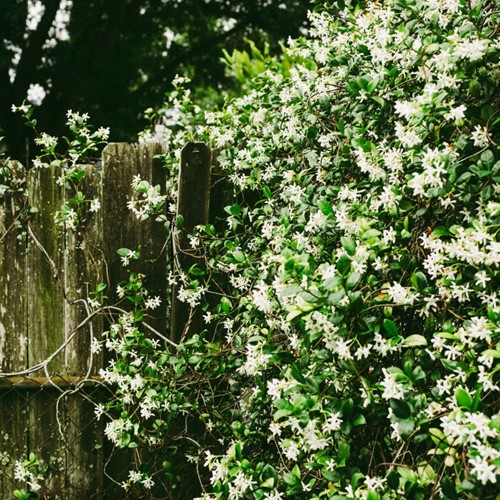 Rincospermo, Falso Gelsomino - Trachelospermum Jasminoides (Confezione da 6)