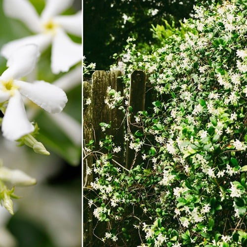 Rincospermo, Falso Gelsomino - Trachelospermum Jasminoides