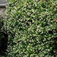 Toscaanse Jasmijn - Trachelospermum Jasminoides (Sixpack)