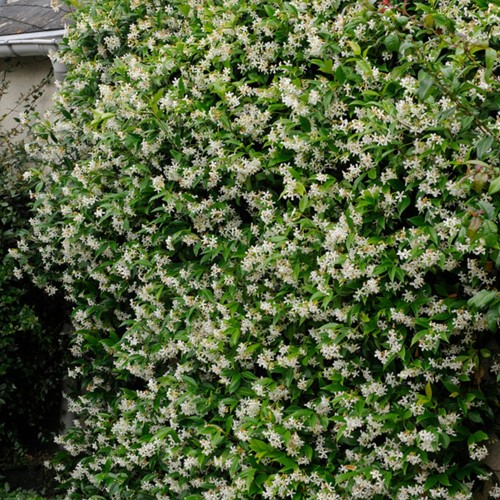 Toscaanse Jasmijn - Trachelospermum Jasminoides (Sixpack)