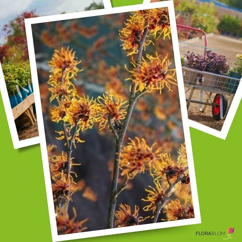 Amamelide 'Diane' (Hamamelis Intermedia)