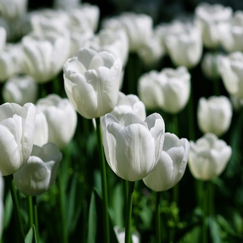 Tulipano Triumph Bianco (Tulipa)