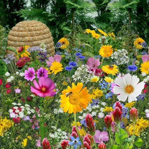 Tübingen mix for bee and butterfly EKO / 500m2