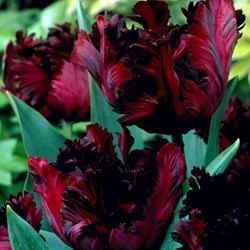 Tulp Black Parrot - Tulipa