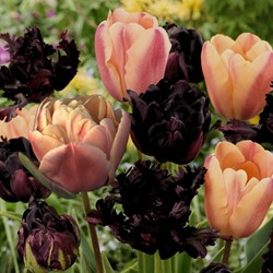 Tulipa Café Latte Mix - Tulpen