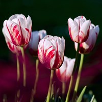 Tulp Carnaval de Rio - Tulipa