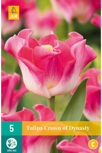 Tulipani Crown of Dynasty – Tulipa