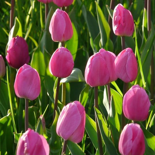 Tulipano 'Don Quichotte'