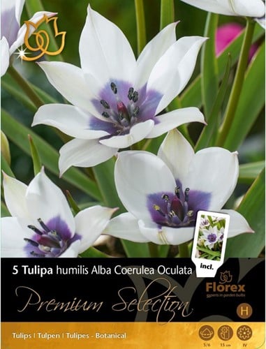 Tulipani Alba Coerulea Oculata - Tulipa humilis