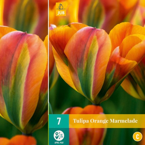Tulipani Orange Marmelade – Tulipa