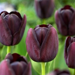 Tulipano 'Queen of Night' (Confezione grande)