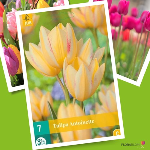 Tulipano Antoinette - Tulipa chameleon