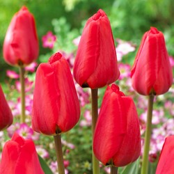 Tulp Apeldoorn Rood - Tulipa