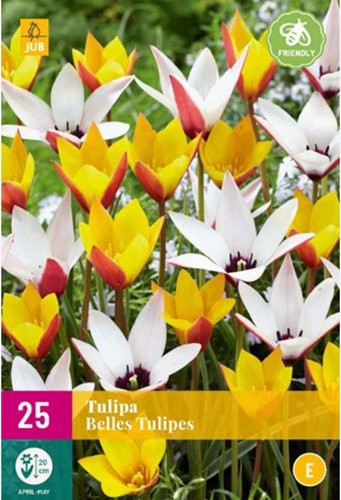 Tulipano Belles Tulipes - Tulipa