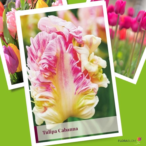 Tulipano Cabanna - Tulipa parrot