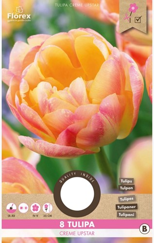 Tulipano Creme Upstar – Tulipa
