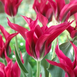 Tulipani Doll's Minuet – Tulipa