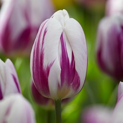 Tulp Flaming Flag - Tulipa