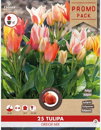 Misto di tulipani Greigii (Tulipa)