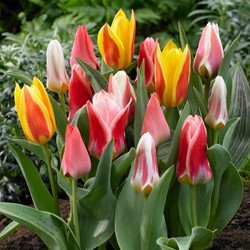 Tulpen Greigii Mix - Tulipa