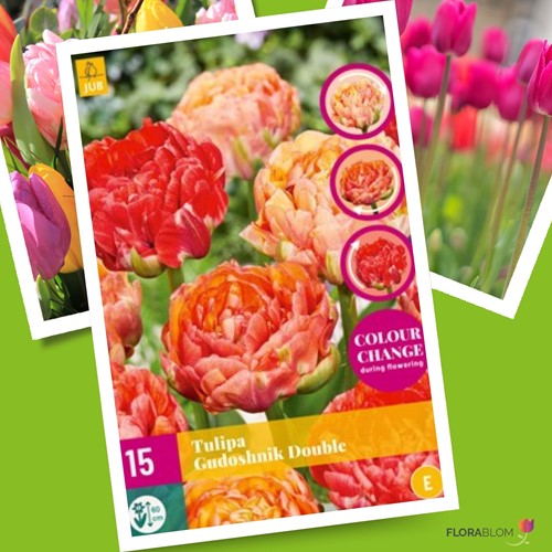 Tulipano Gudoshnik Double - Tulipa