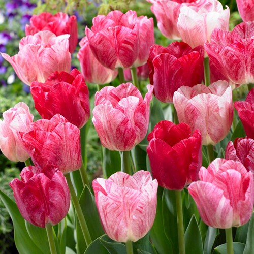 Tulipano ‘Hemisphere’ mix (Tulipa)