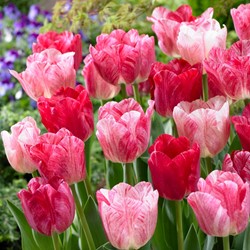 Tulipano Magic Hemisphere - Tulipa