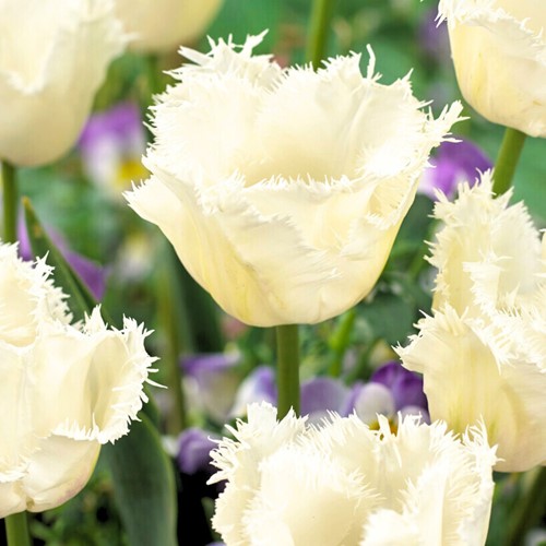 Tulipano Honeymoon - Tulipa