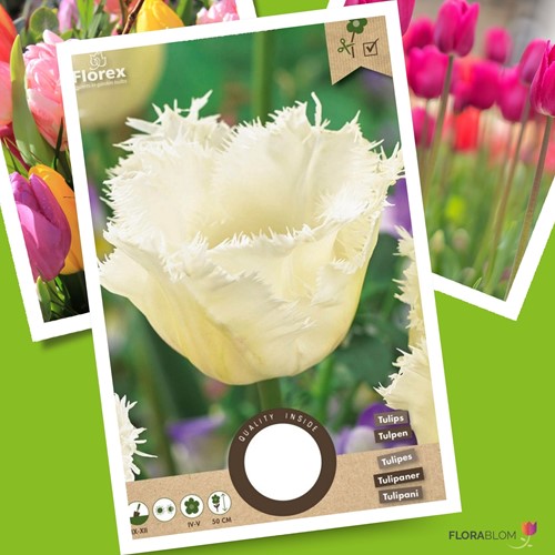 Tulipano Honeymoon - Tulipa