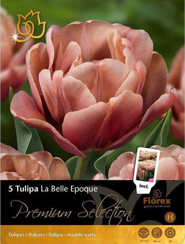 Tulipano La Belle Epoque - Tulipa