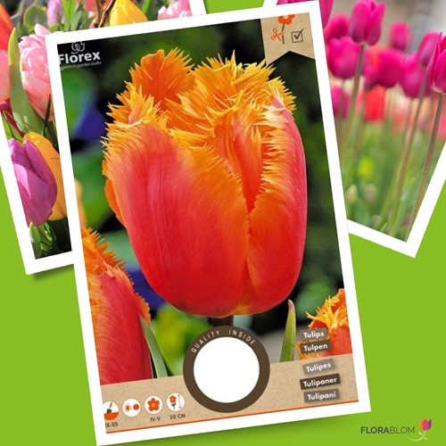 Tulipano Lambada - Tulipa Crispa