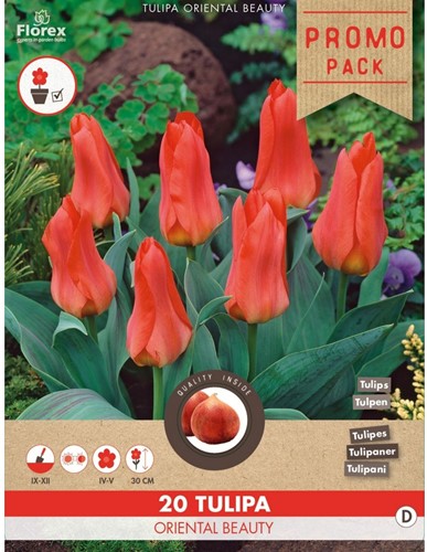 Tulipano Oriental Beauty - Tulipa