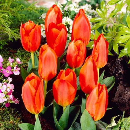 Tulipano Oriental Beauty - Tulipa