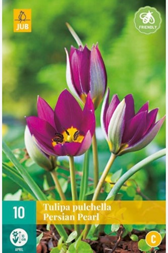 Tulipano Eastern Star - Tulipa pulchella