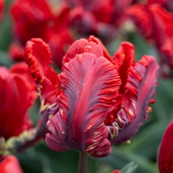 Tulipano 'Rococo'