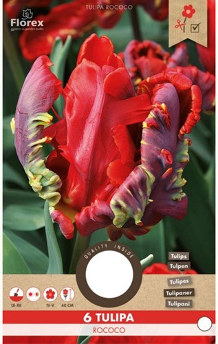 Tulipano 'Rococo'